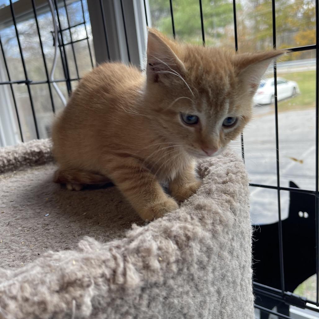 Pubert Addams, Adoptable, Kitten Male Domestic Short Hair.