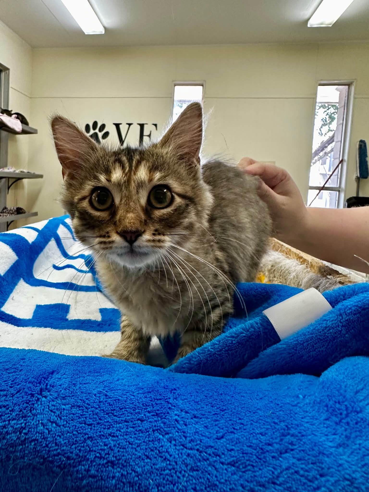 Marie, Adoptable, Kitten Female Domestic Medium Hair.