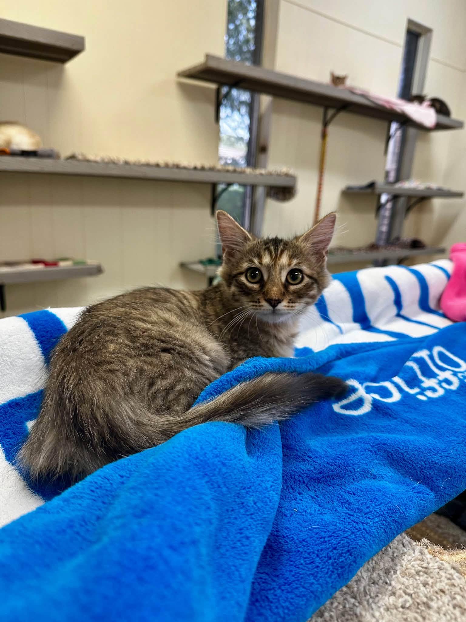 Enlarge Marie, a Adoptable Domestic Medium Hair in Baton Rouge, LA image 2/2