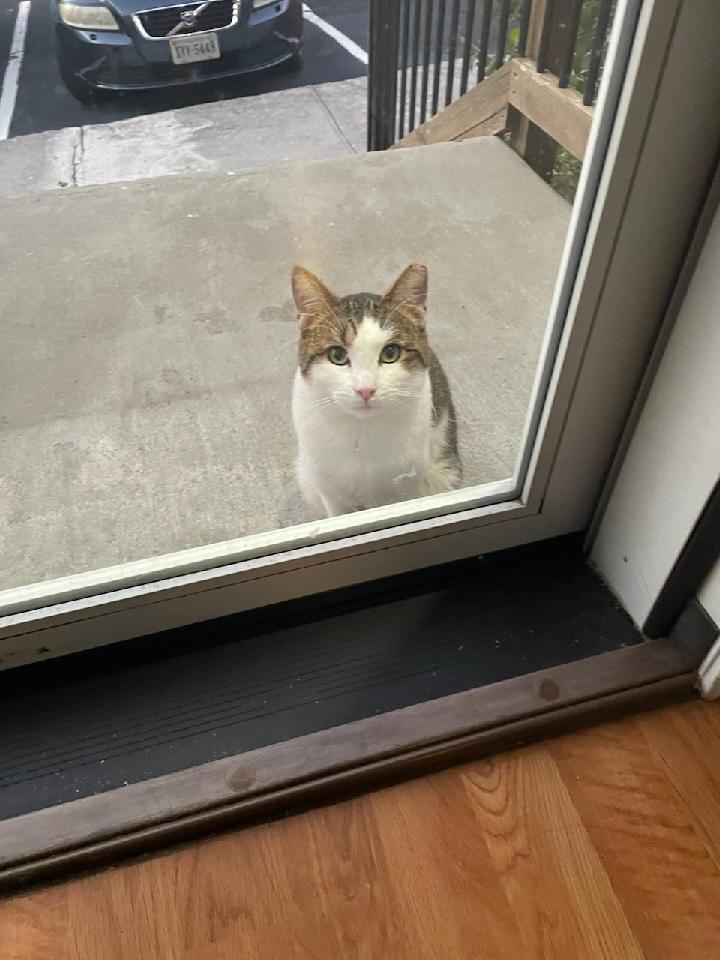 Enlarge Patches, a Adoptable Domestic Short Hair in Blacksburg, VA image 1/6