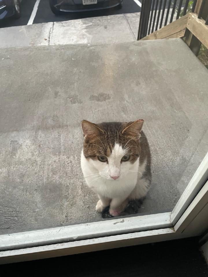 Enlarge Patches, a Adoptable Domestic Short Hair in Blacksburg, VA image 2/6