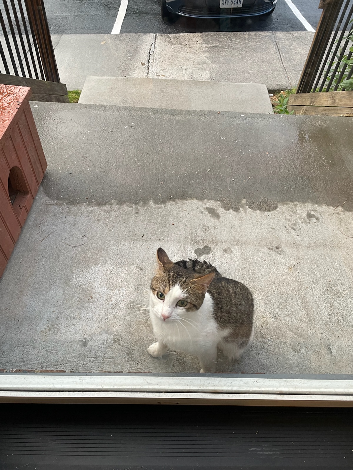 Enlarge Patches, a Adoptable Domestic Short Hair in Blacksburg, VA image 5/6