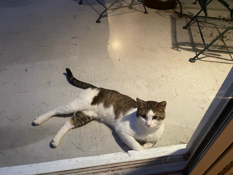 Enlarge Patches, a Adoptable Domestic Short Hair in Blacksburg, VA image 6/6