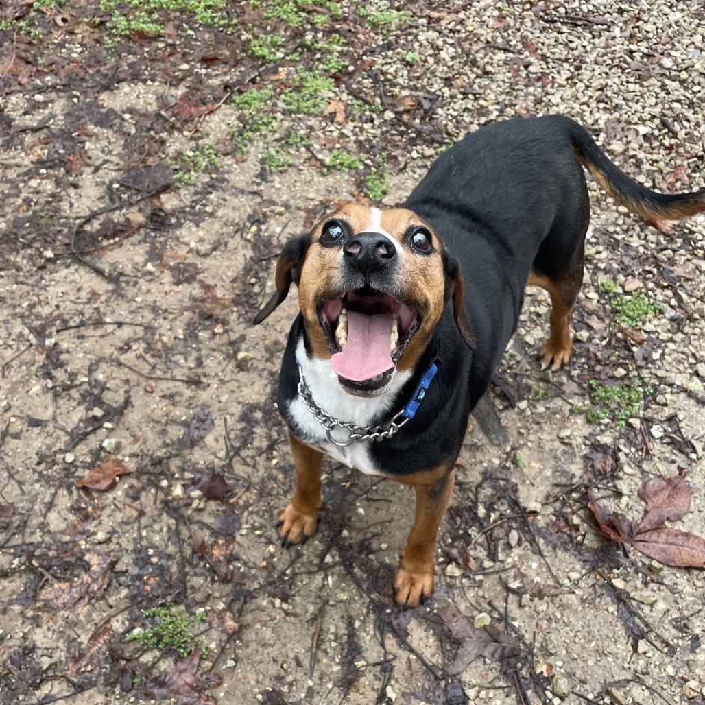 Enlarge Gordo, a Adoptable mixed breed in Branson, MO image 2/5