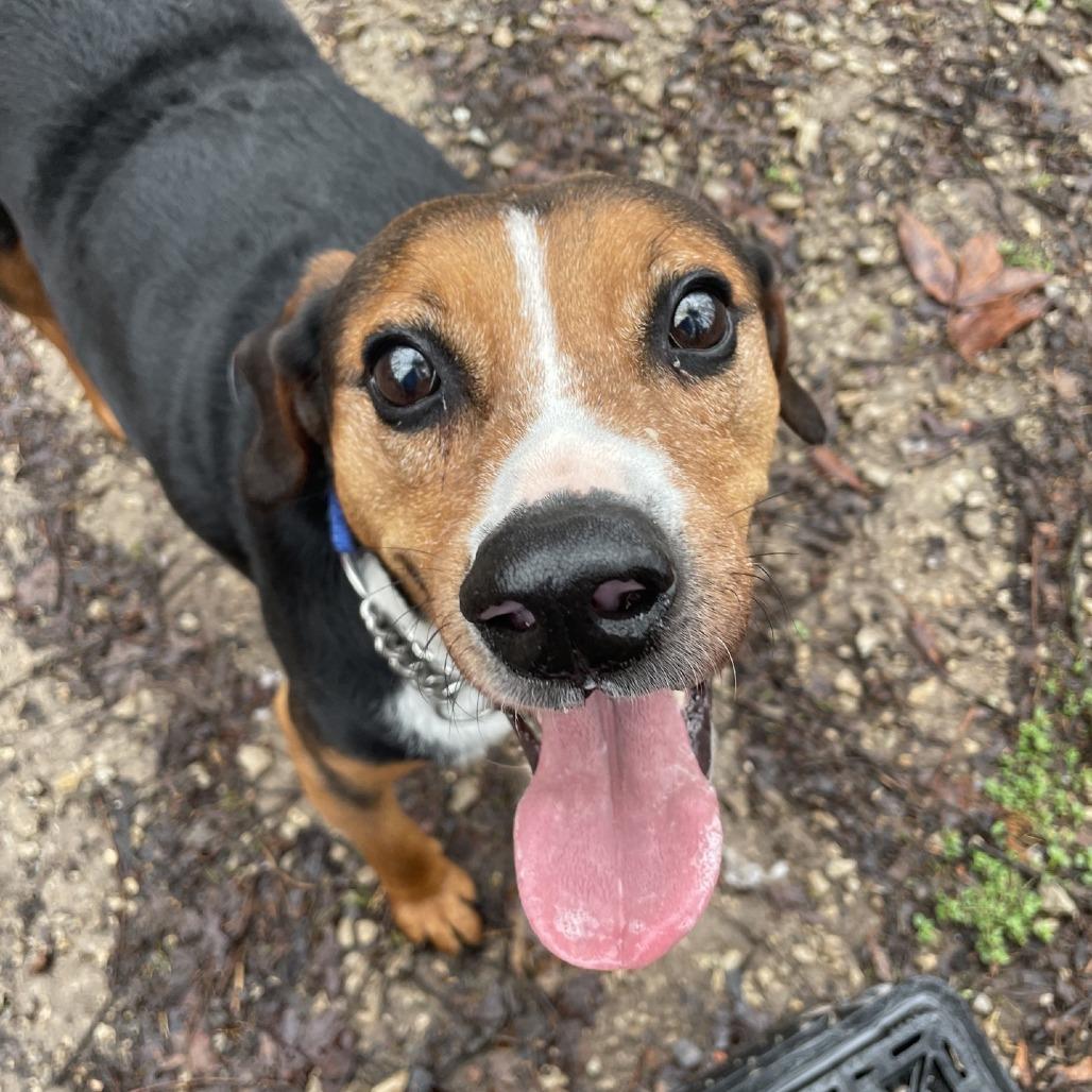 Enlarge Gordo, a Adoptable mixed breed in Branson, MO image 3/5
