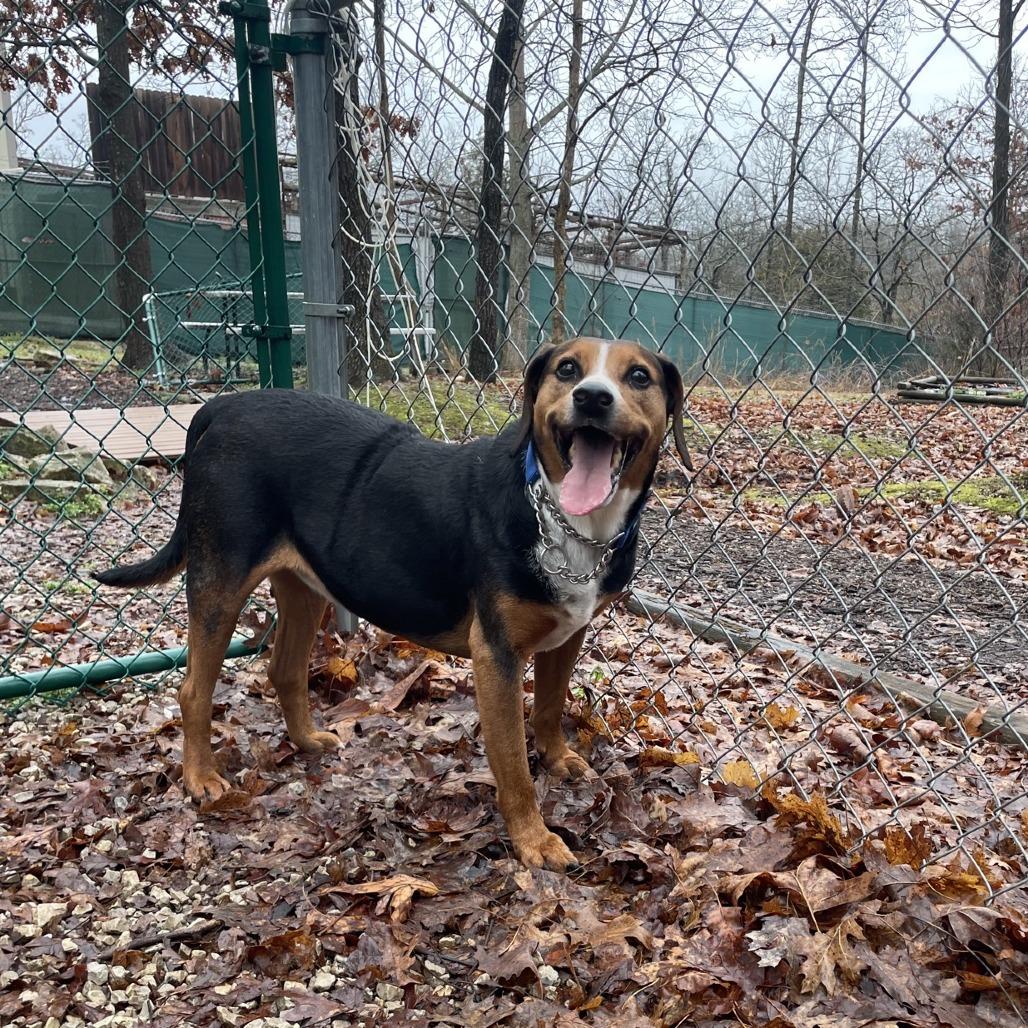 Enlarge Gordo, a Adoptable mixed breed in Branson, MO image 4/5