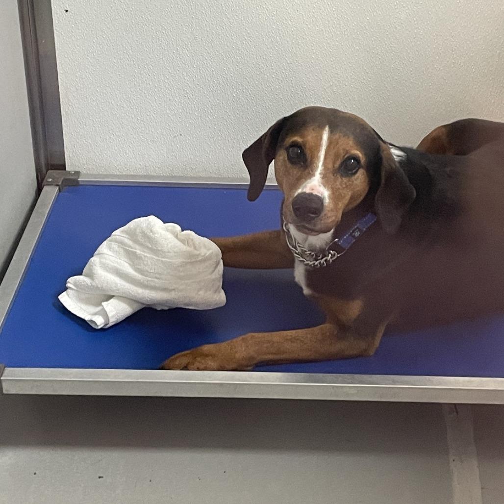 Enlarge Gordo, a Adoptable mixed breed in Branson, MO image 5/5