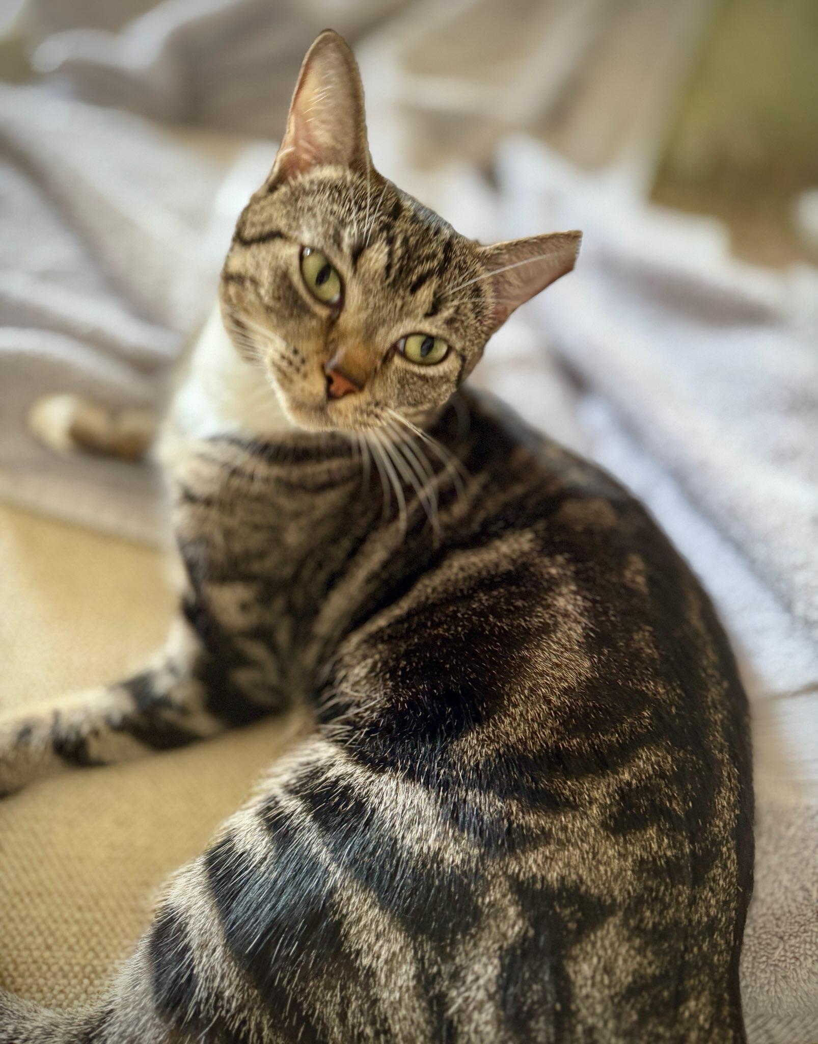 Enlarge Patches, a Adoptable Domestic Short Hair in Springfield, MA image 4/4