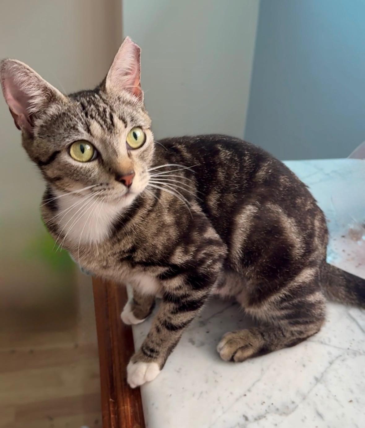Patches, Adoptable, Young Female Domestic Short Hair.
