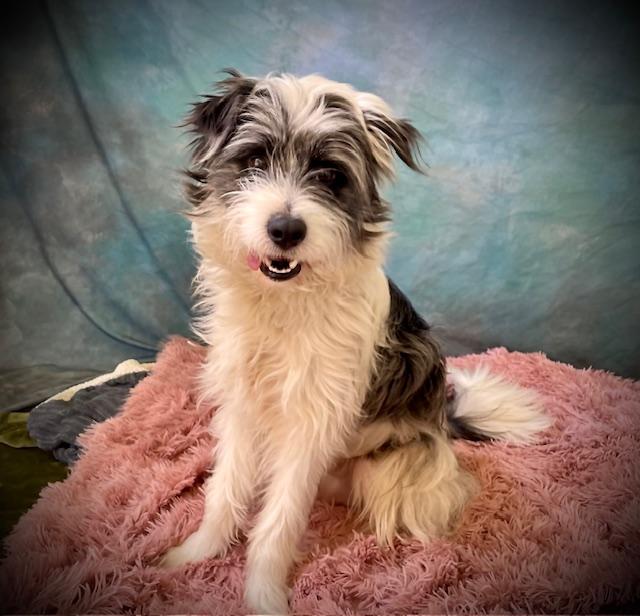 Enlarge ONYX, a Adoptable mixed breed in Salinas, CA image 1/1