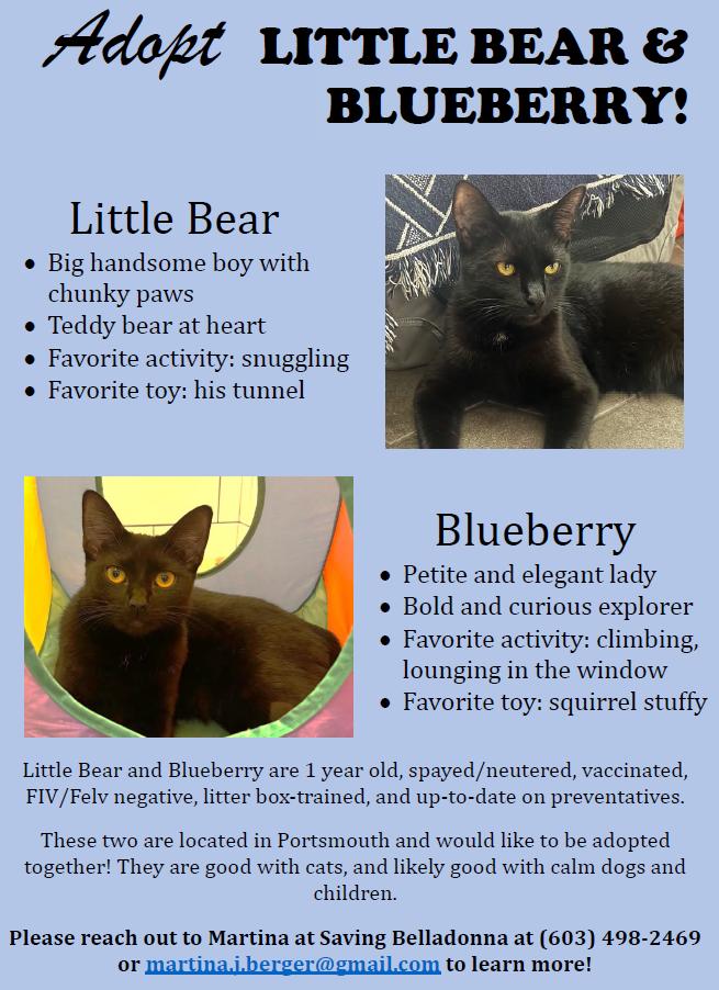 Little Bear and Blueberry - Courtesy Post, Adoptable, Adult Male Domestic Short Hair.