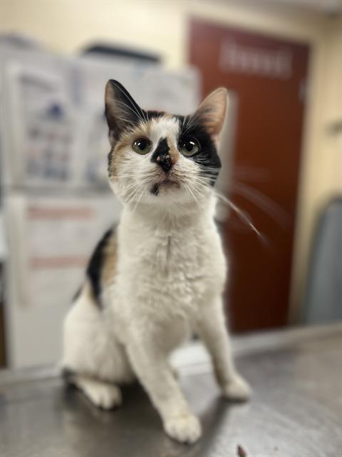 ELITA, Adoptable, Young Female Domestic Short Hair.