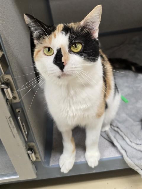 Enlarge ELITA, a Adoptable Domestic Short Hair in Aliquippa, PA image 1/1