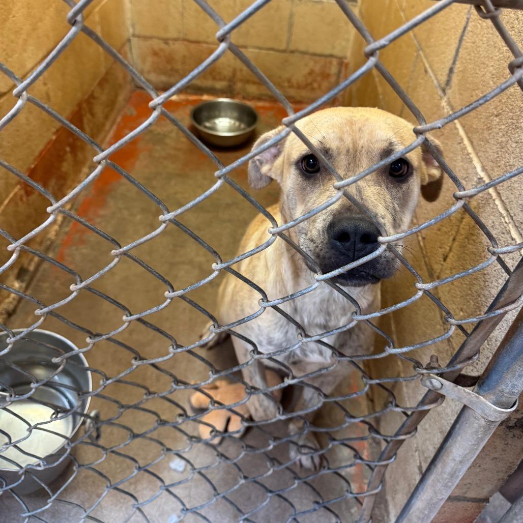 (CCSO)Jean, Adoptable, Young Female Pit Bull Terrier.