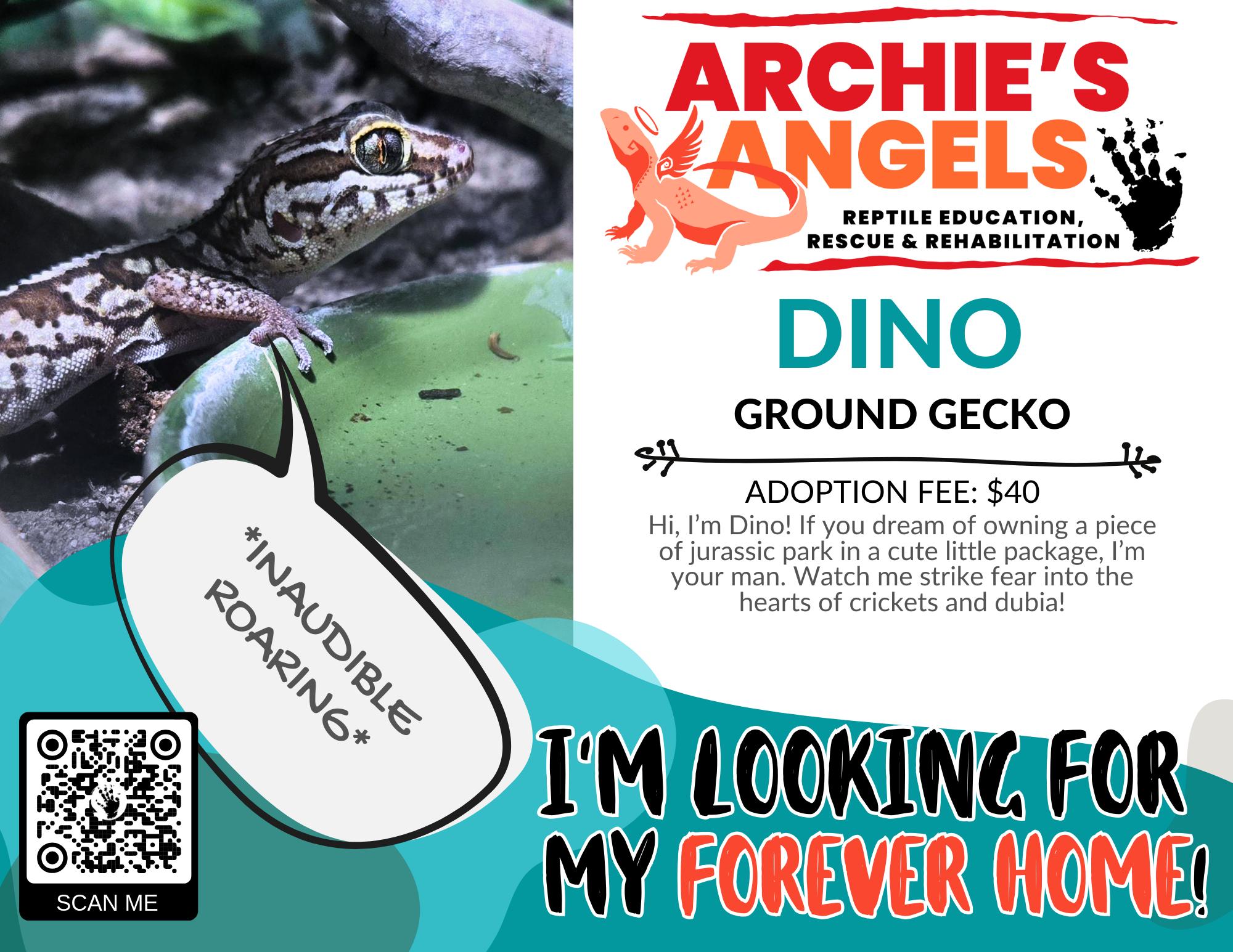 Dino, ADOPTABLE, Adult Male Gecko.