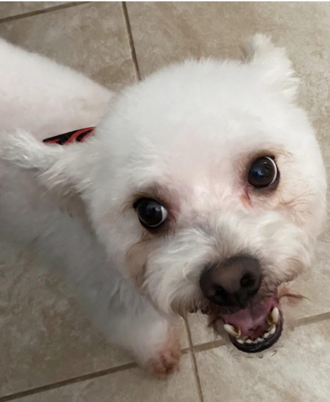 Enlarge Aries , a ADOPTABLE mixed breed in Lancaster, CA image 1/1