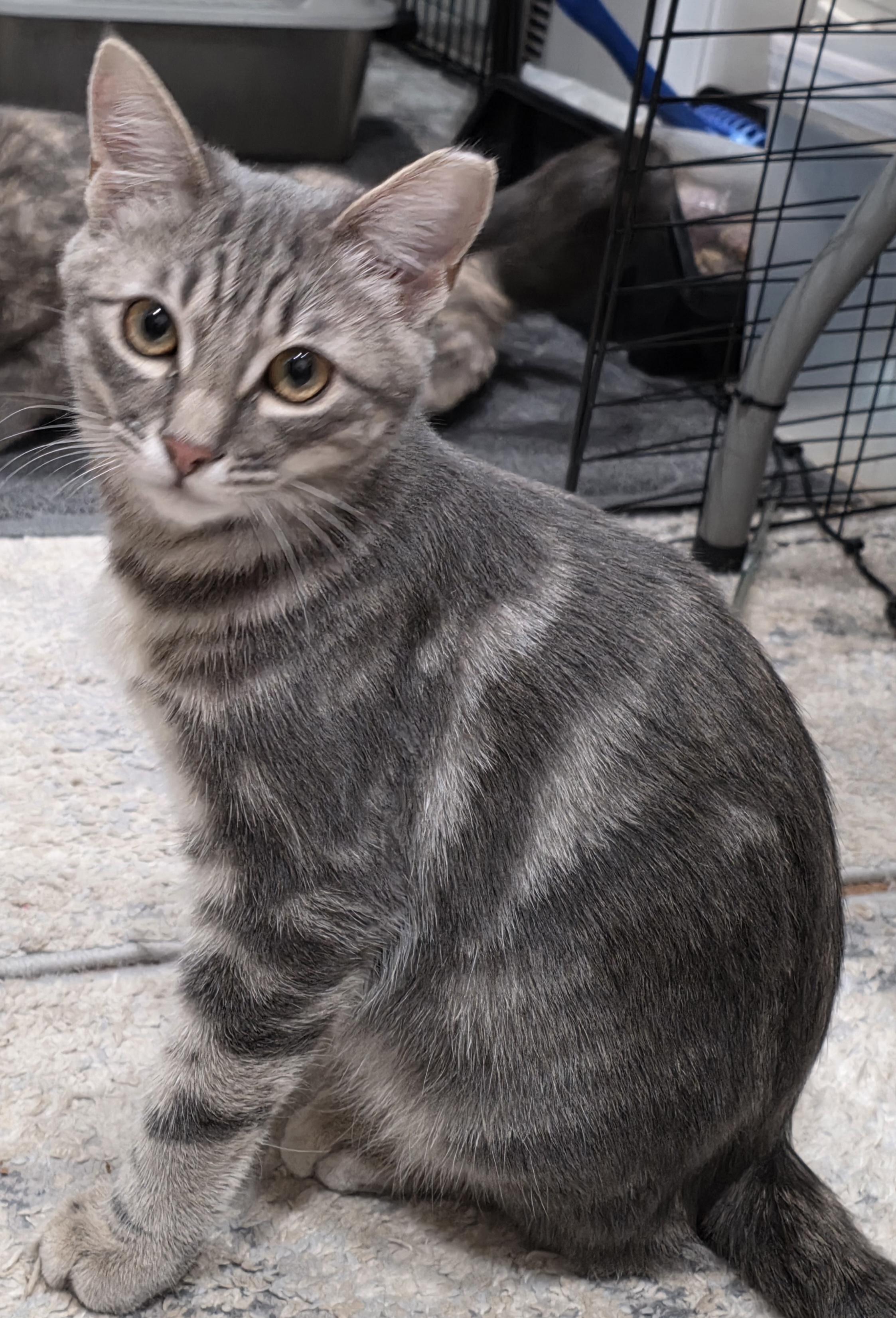 Nico, Adoptable, Kitten Male Domestic Short Hair & Tabby.