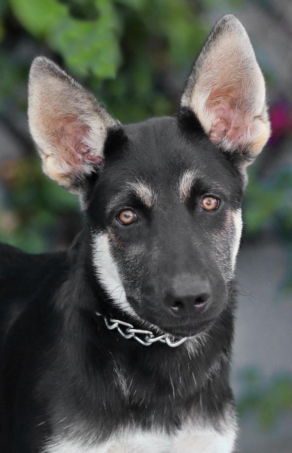 Enlarge Atlas von Adenau, an adopted German Shepherd Dog in Los Angeles, CA image 3/6