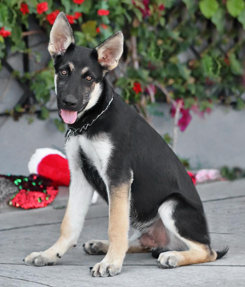 Enlarge Atlas von Adenau, an adopted German Shepherd Dog in Los Angeles, CA image 4/6