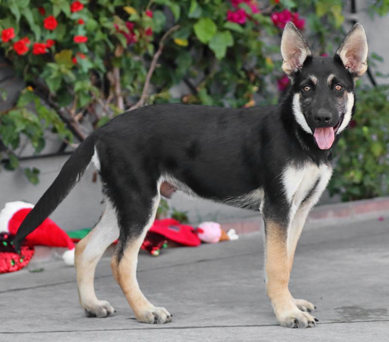 Enlarge Atlas von Adenau, an adopted German Shepherd Dog in Los Angeles, CA image 6/6