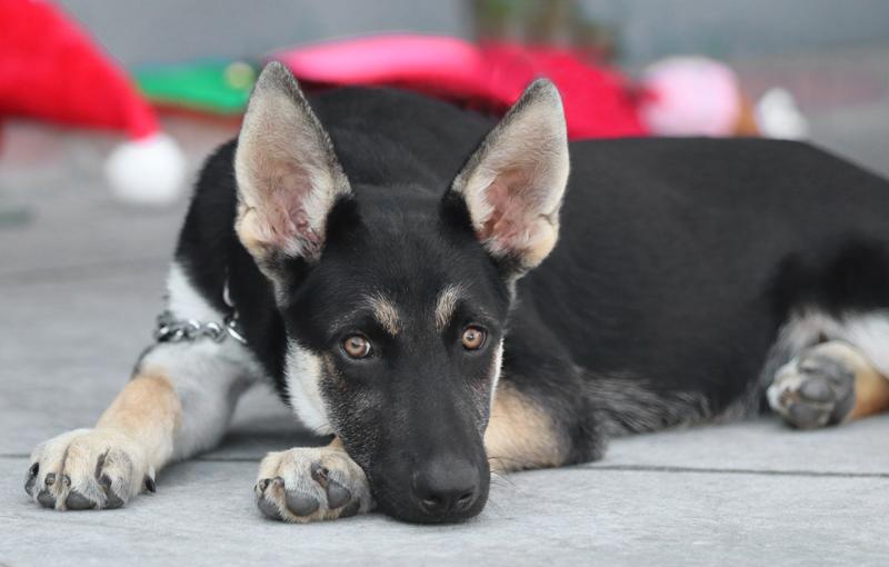 Enlarge Atlas von Adenau, an adopted German Shepherd Dog in Los Angeles, CA image 5/6