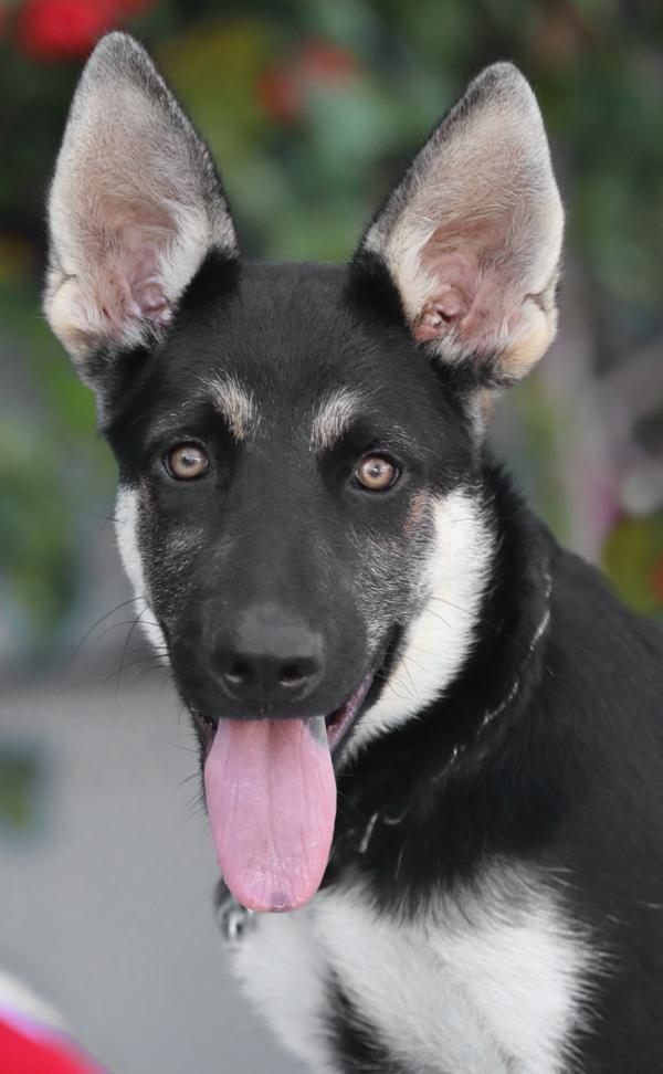 Atlas von Adenau, adopted, Puppy Male German Shepherd Dog.