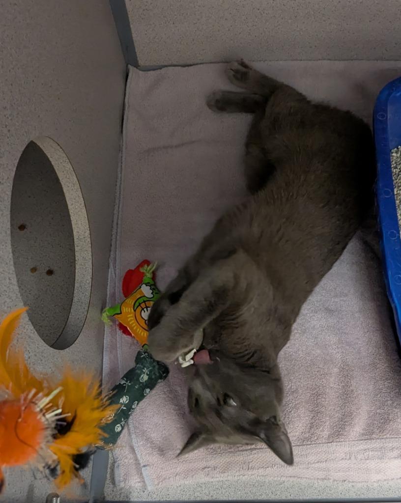 Bernadette, Adoptable, Young Female Domestic Short Hair.