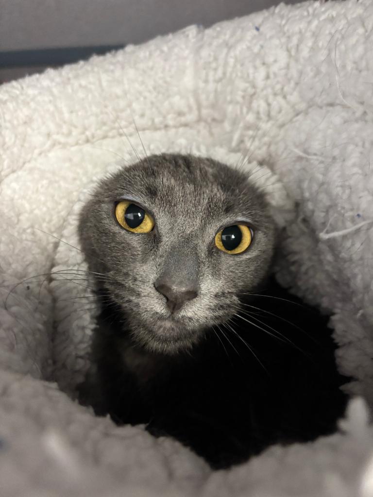 Enlarge Bernadette, a Adoptable mixed breed in Liverpool, NY image 2/6