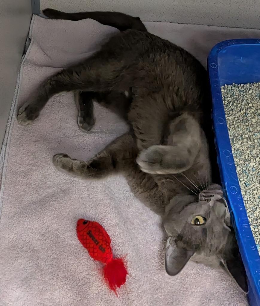 Enlarge Bernadette, a Adoptable mixed breed in Liverpool, NY image 3/6