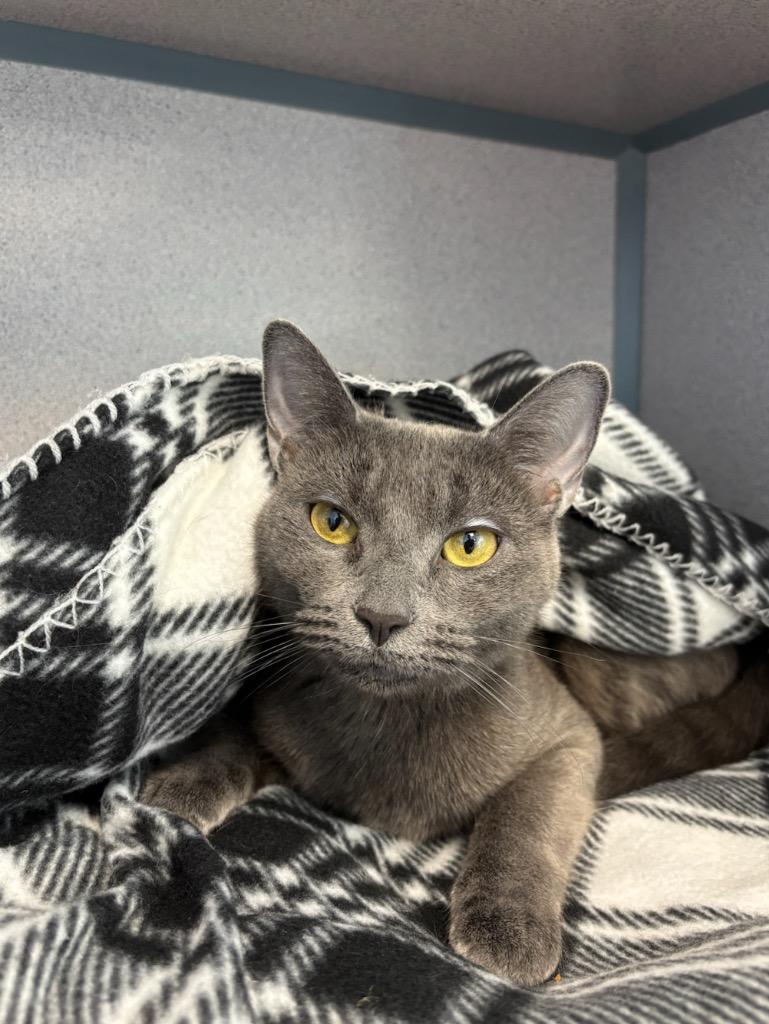 Enlarge Bernadette, a Adoptable mixed breed in Liverpool, NY image 4/6