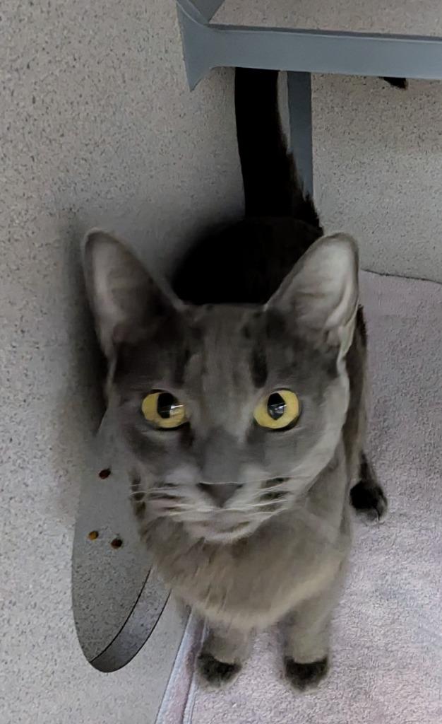 Enlarge Bernadette, a Adoptable mixed breed in Liverpool, NY image 5/6