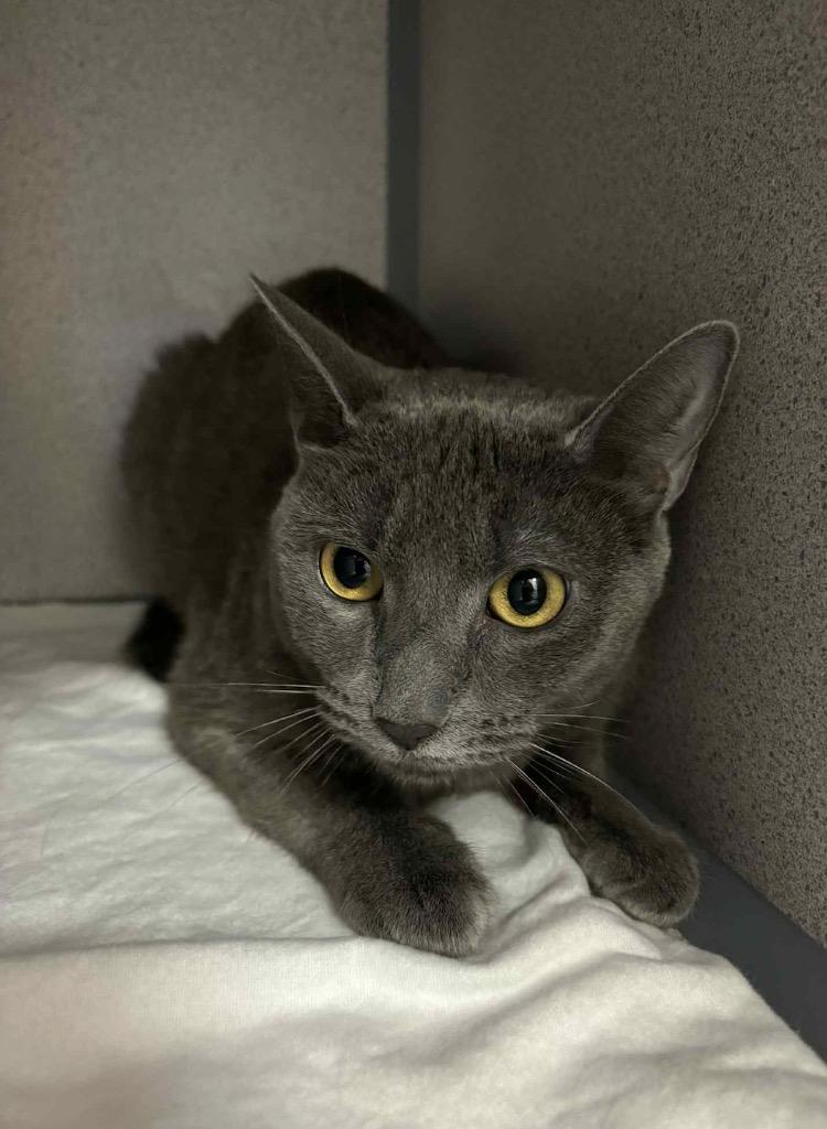 Enlarge Bernadette, a Adoptable mixed breed in Liverpool, NY image 6/6