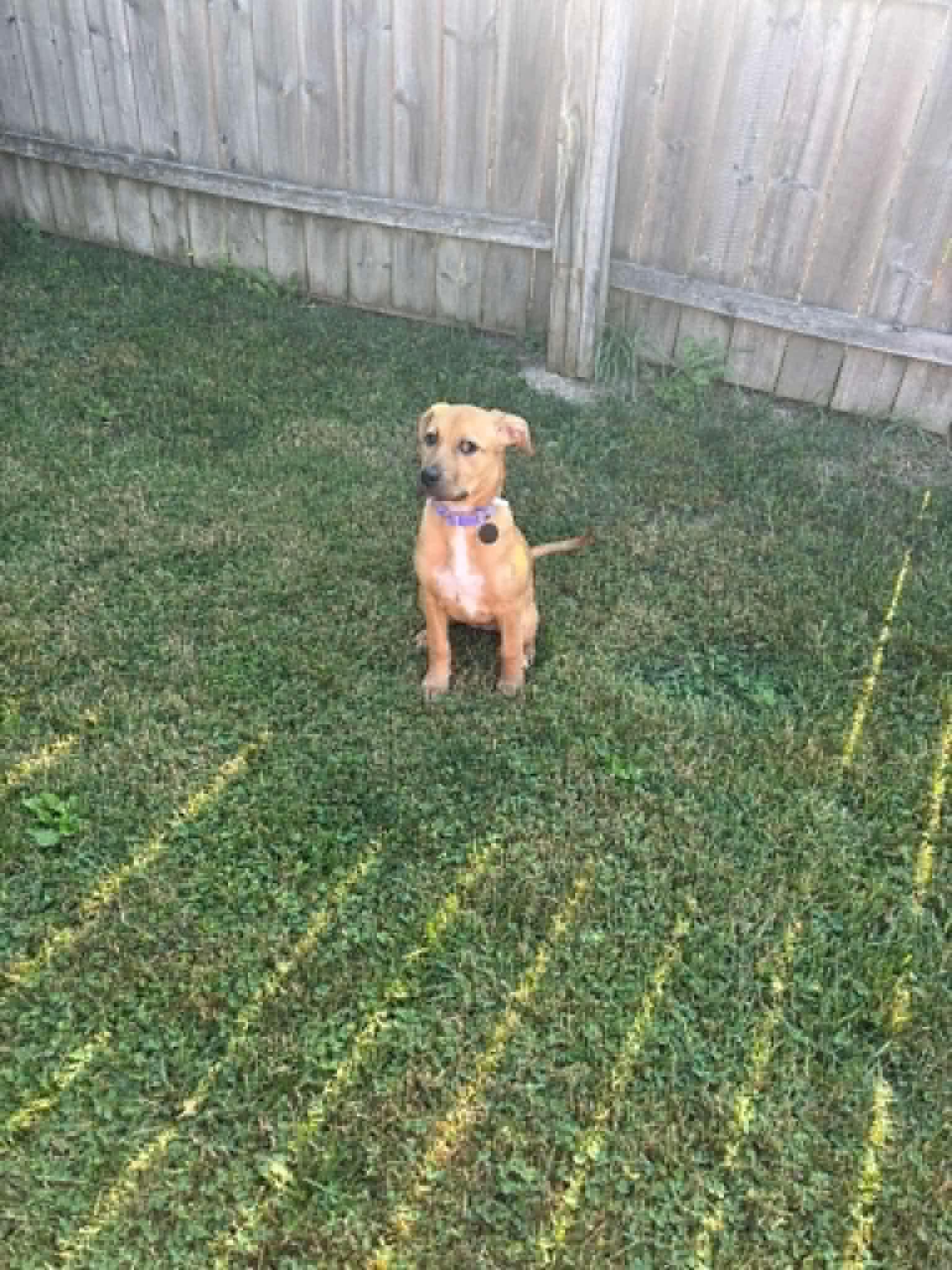 Layla, Adoptable, Young Female Nova Scotia Duck Tolling Retriever & Black Mouth Cur.