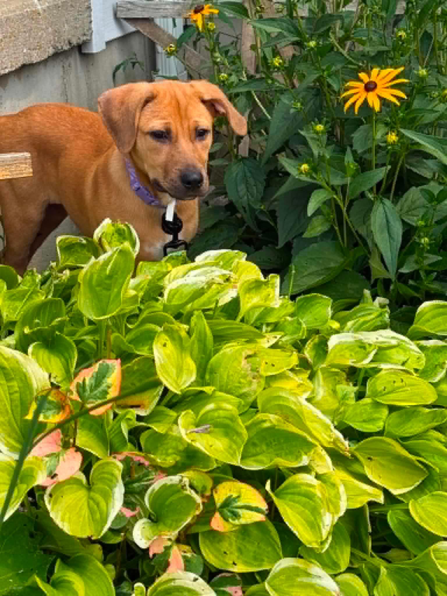 Enlarge Layla, a Adoptable mixed breed in Springville, NY image 2/3