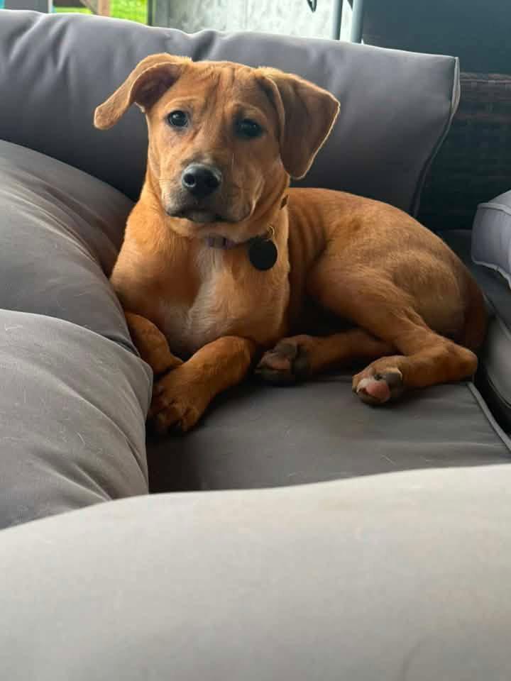 Enlarge Layla, a Adoptable mixed breed in Springville, NY image 3/3