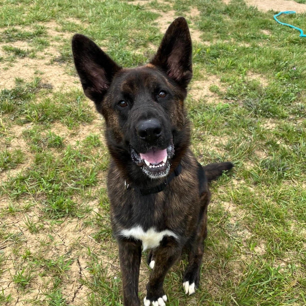 Jaxon, Adult Male German Shepherd Dog