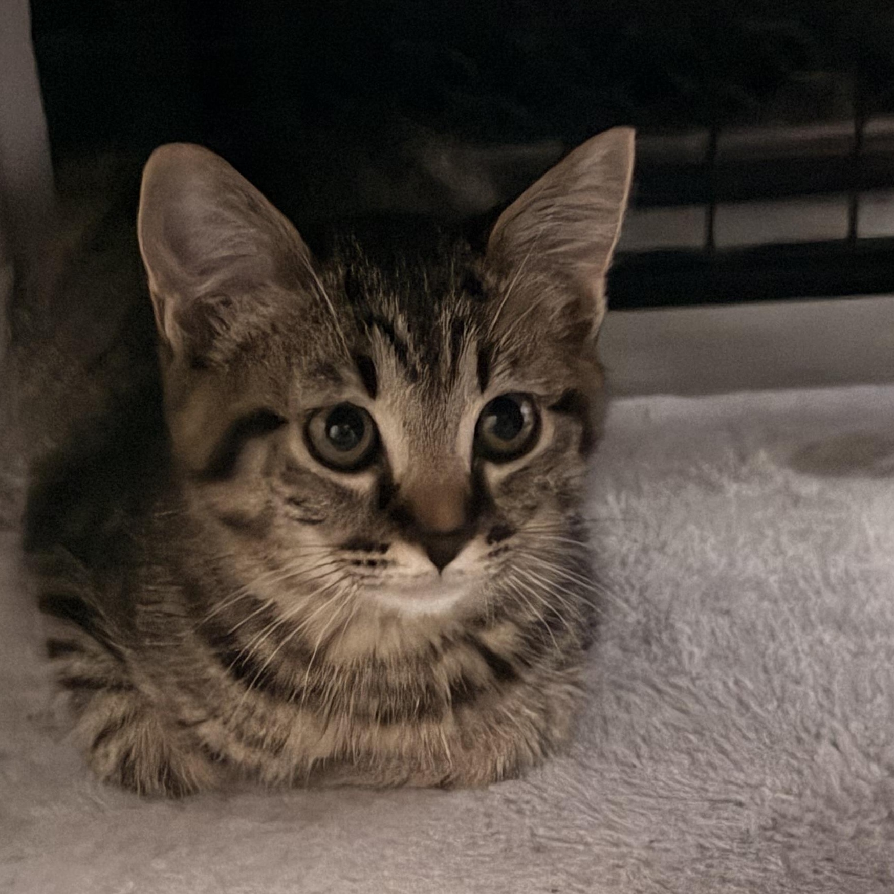 Enlarge Cayenne, a ADOPTABLE American Shorthair in Norco, CA image 3/5