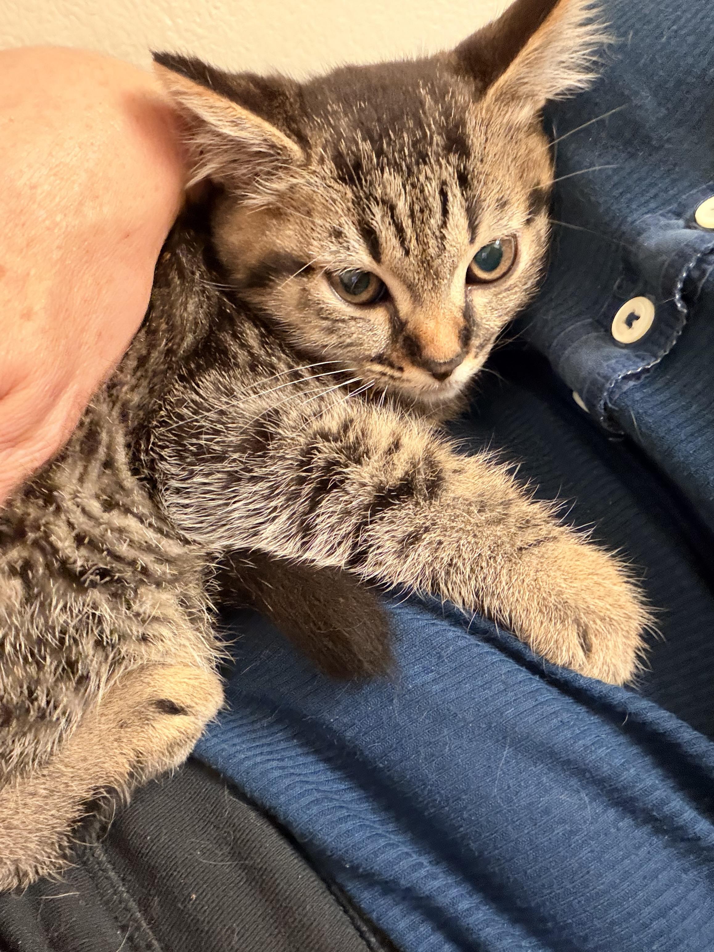 Enlarge Cayenne, a ADOPTABLE American Shorthair in Norco, CA image 2/5