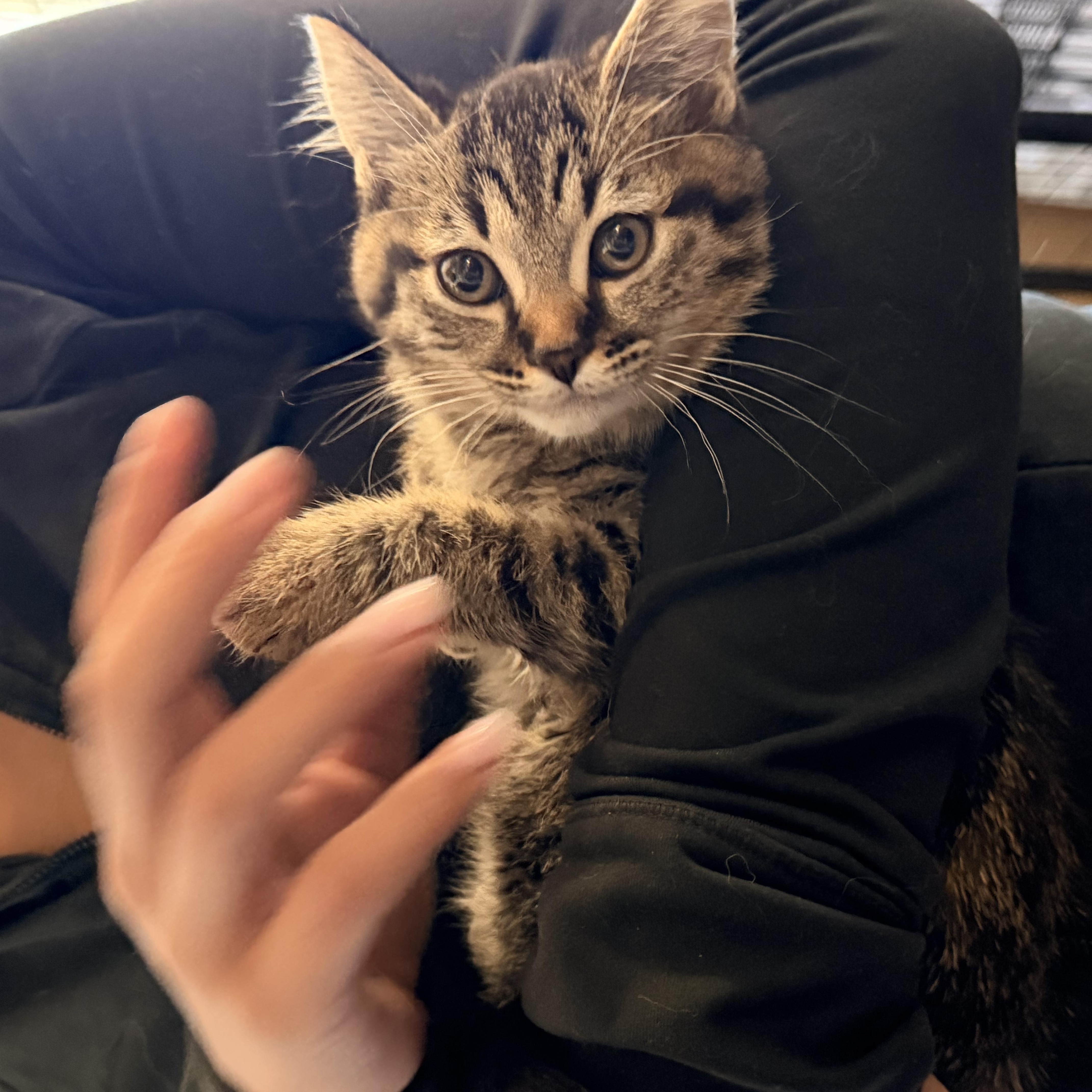 Enlarge Cayenne, a ADOPTABLE American Shorthair in Norco, CA image 5/5