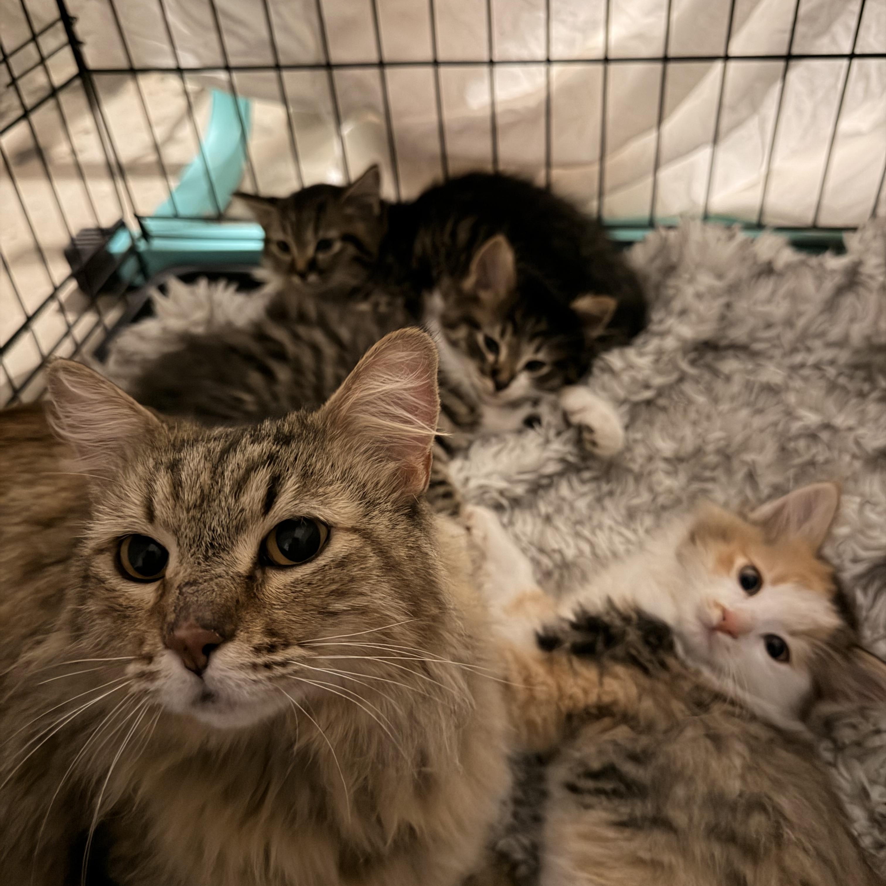 Enlarge Cayenne, a ADOPTABLE American Shorthair in Norco, CA image 4/5