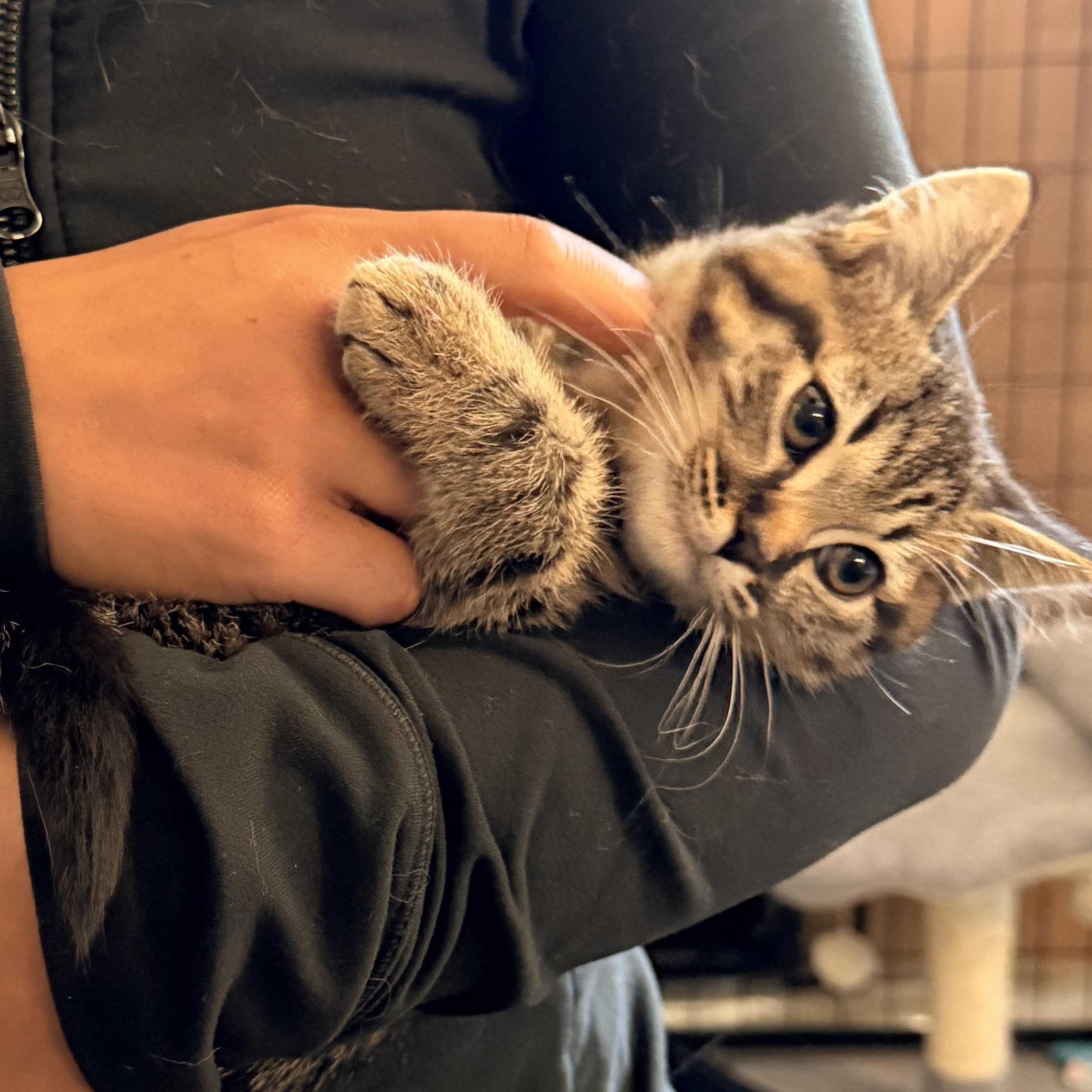 Cayenne, ADOPTABLE, Young Female American Shorthair.