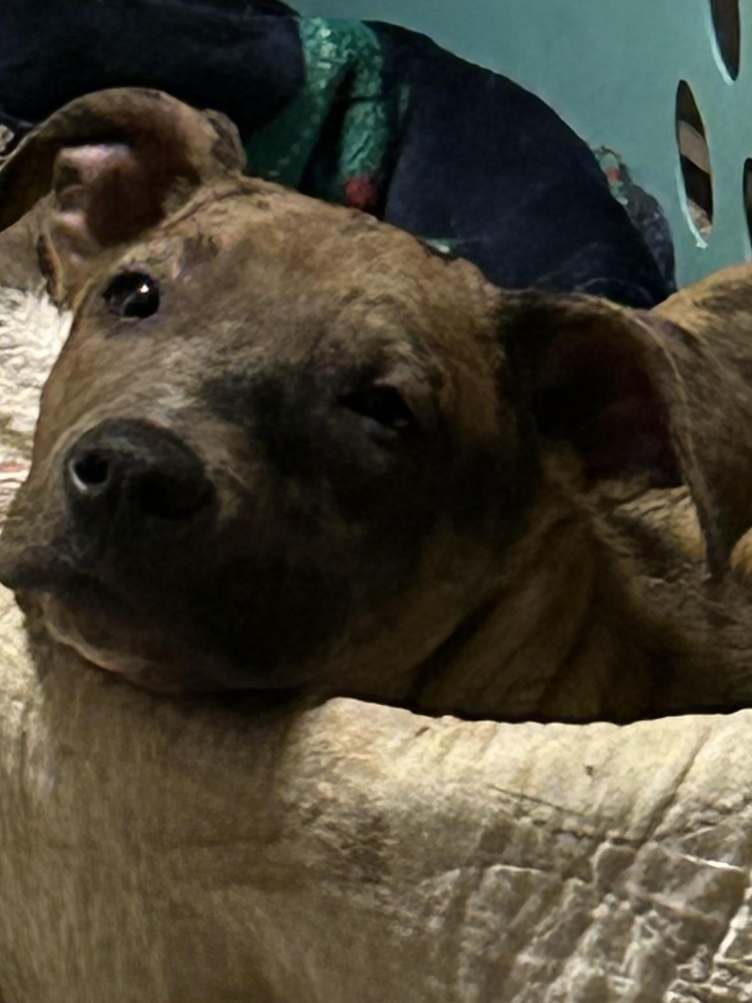 Charlie, a Adoptable mixed breed in Saco, ME image 4/5
