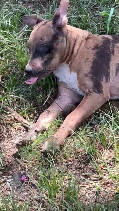 Enlarge Charlie, a Adoptable mixed breed in Saco, ME video 3/5