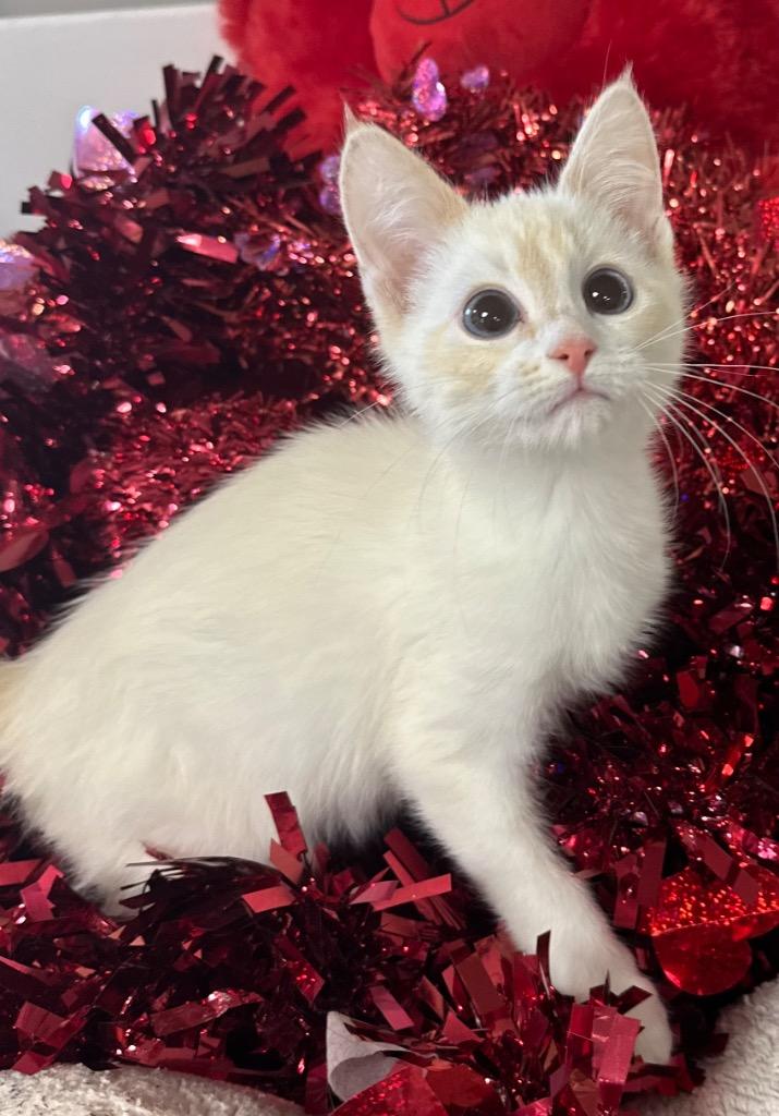12/11/25 Figgy, Adopted, Kitten Male Domestic Short Hair.
