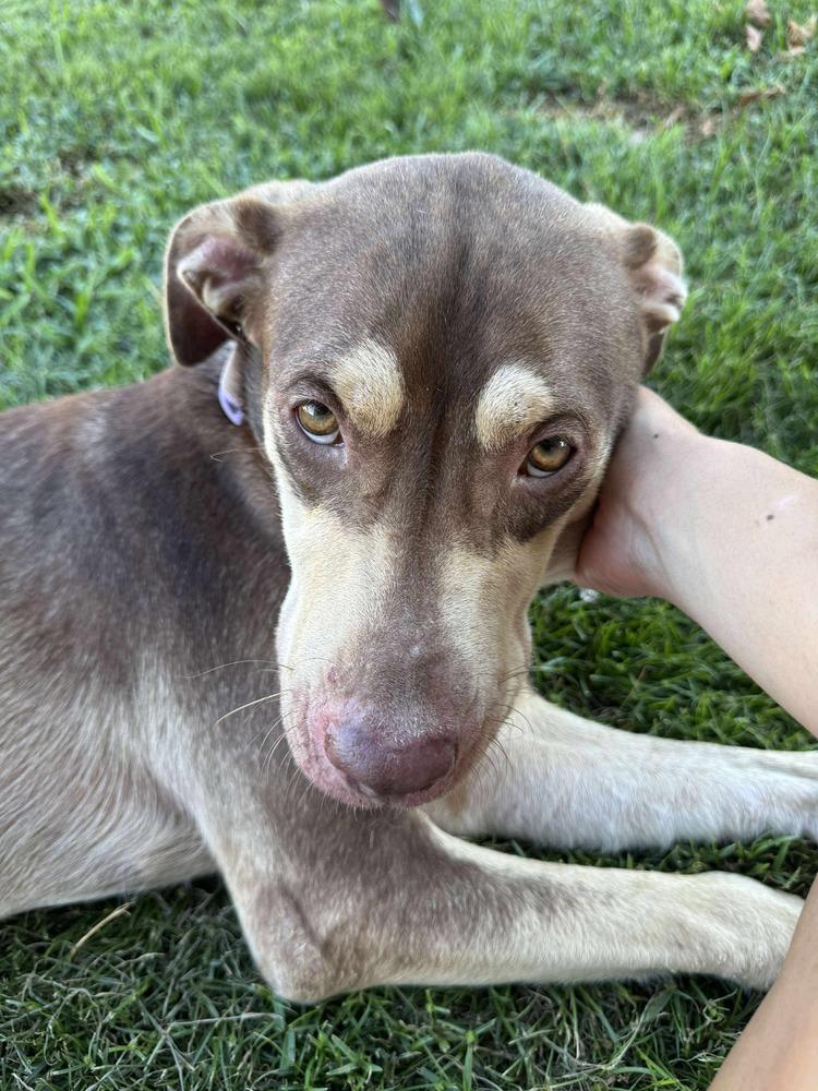 Jerralyn #BAC-A-139741, Adoptable, Adult Female Shepherd.