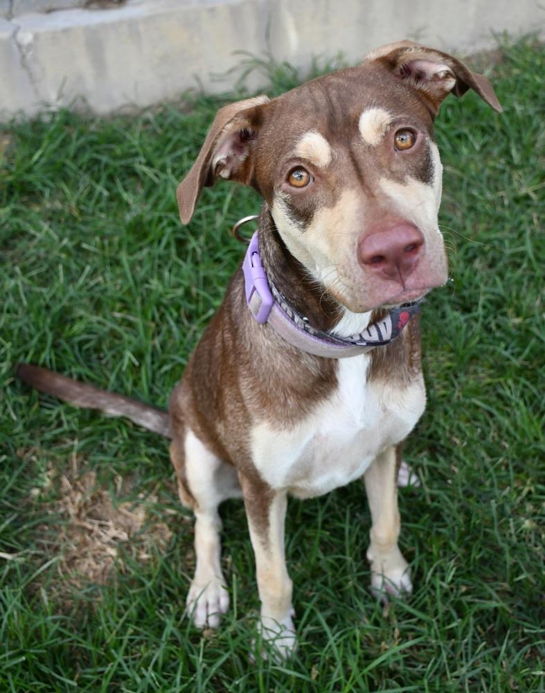 Enlarge Jerralyn #BAC-A-139741, a Adoptable mixed breed in Halifax, NS image 3/6