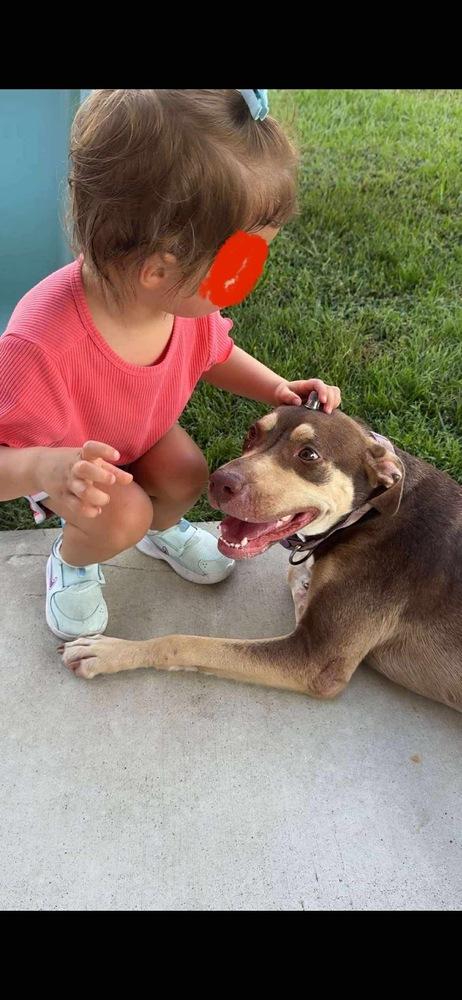 Enlarge Jerralyn #BAC-A-139741, a Adoptable mixed breed in Halifax, NS image 4/6