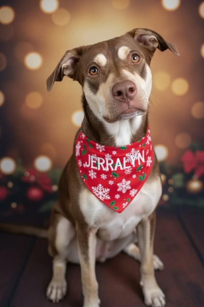 Enlarge Jerralyn #BAC-A-139741, a Adoptable mixed breed in Halifax, NS image 5/6