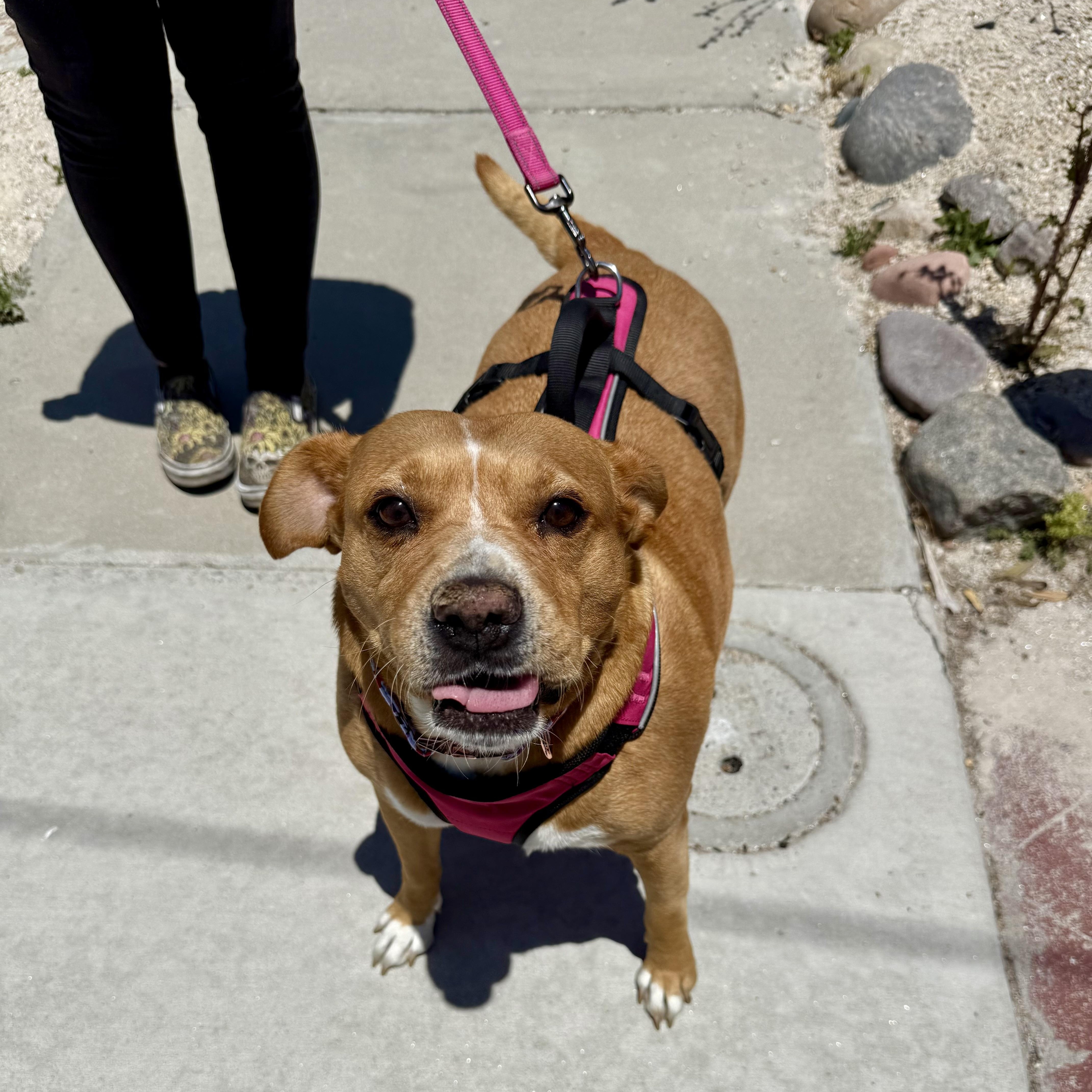 Dog available for adoption - None