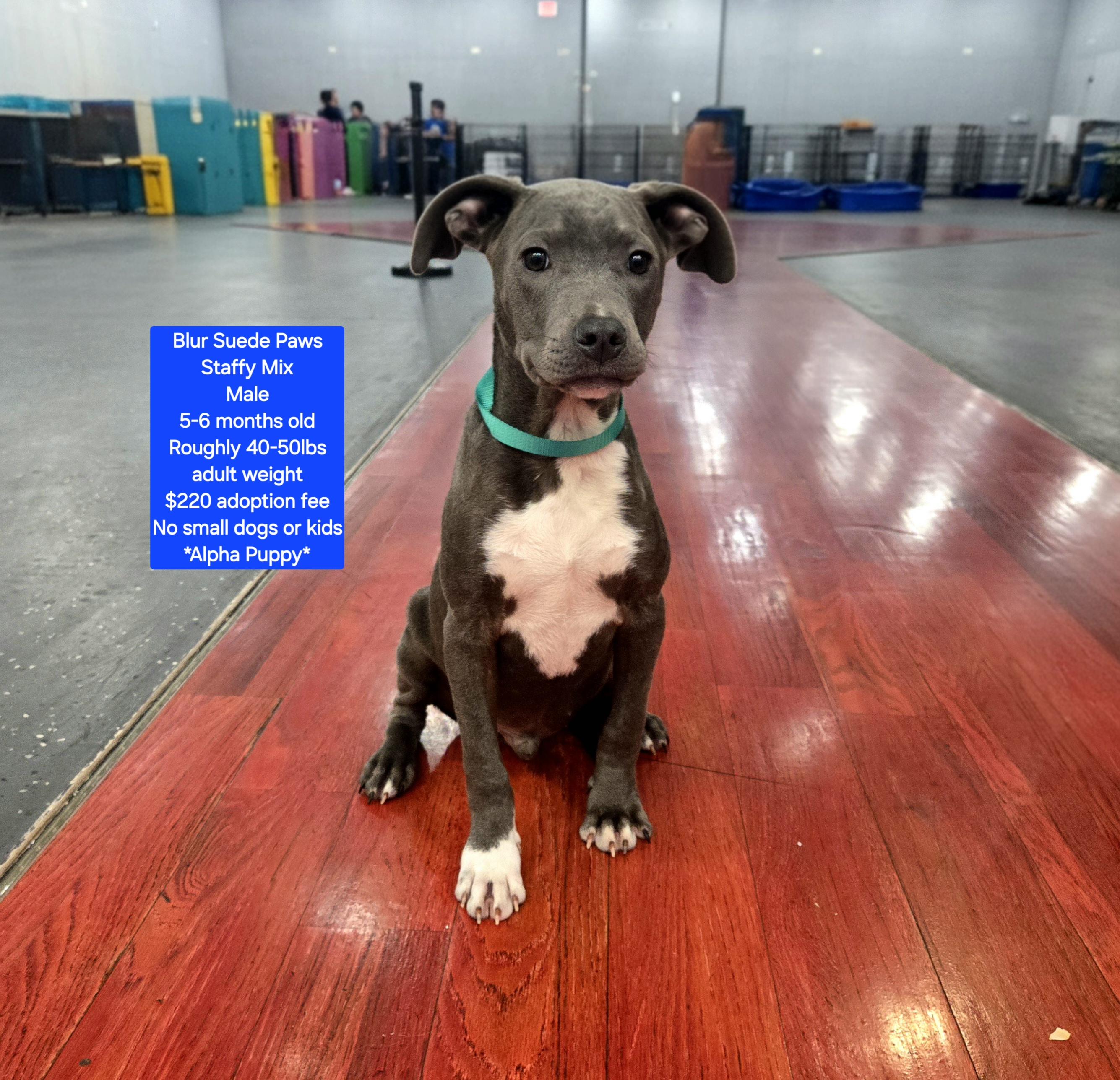 Blue Suede Paws, ADOPTABLE, Young Male Staffordshire Bull Terrier.